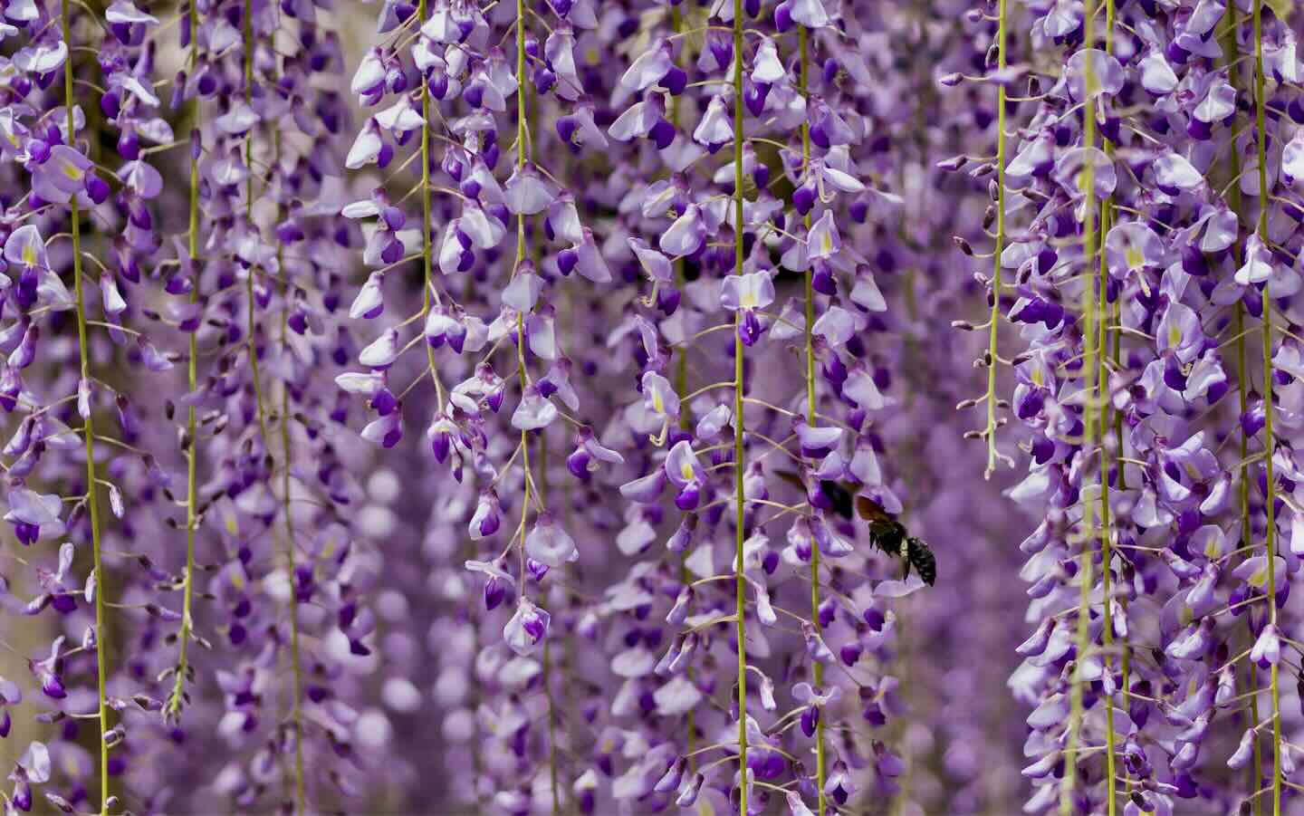 Dr. Kristy Fujiura, licensed psychologist